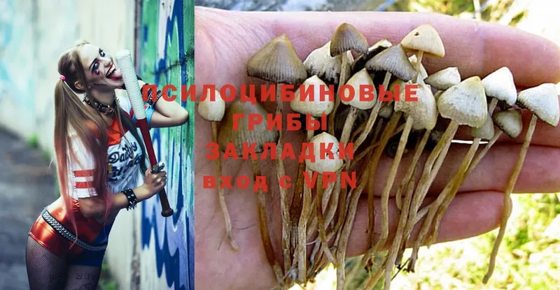 Псилоцибиновые грибы MAGIC MUSHROOMS  Дорогобуж 